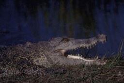 Un crocodile